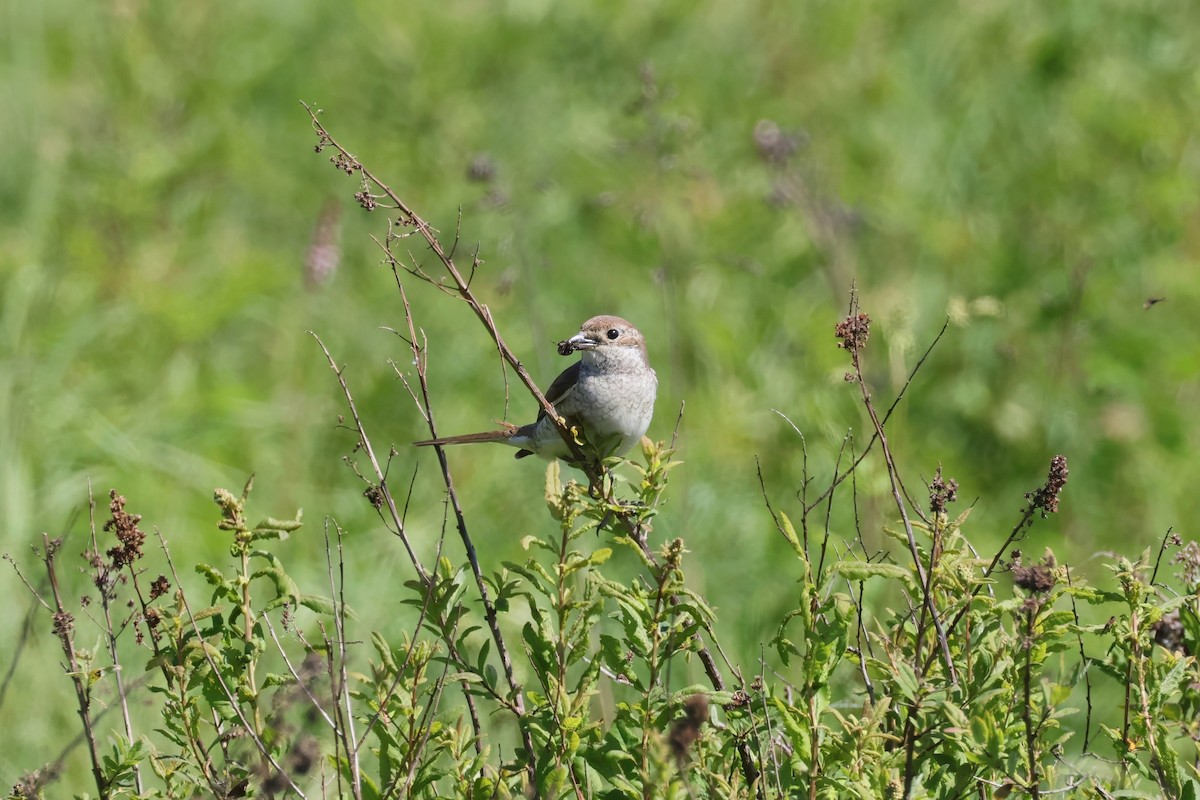 Red-backed Shrike - ML620567454