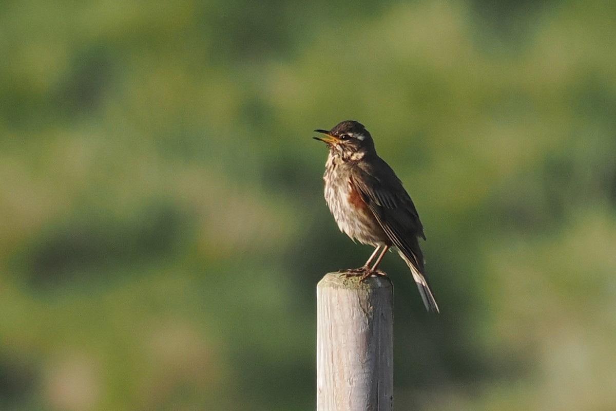 Redwing (Icelandic) - ML620567462