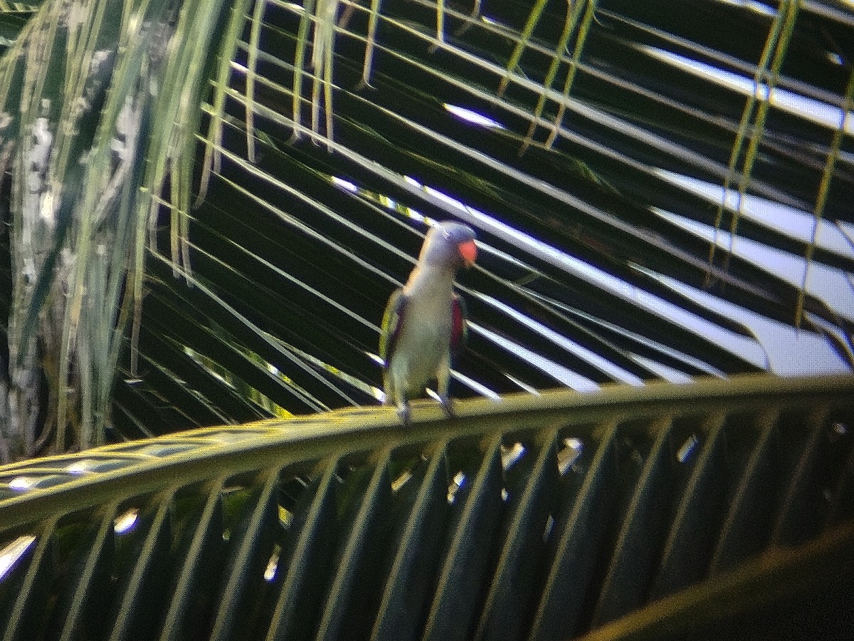 Blue-rumped Parrot - ML620567478