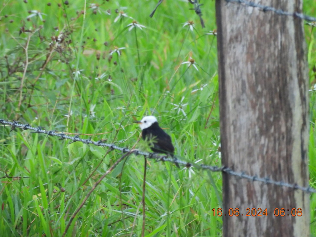 White-headed Marsh Tyrant - ML620567479