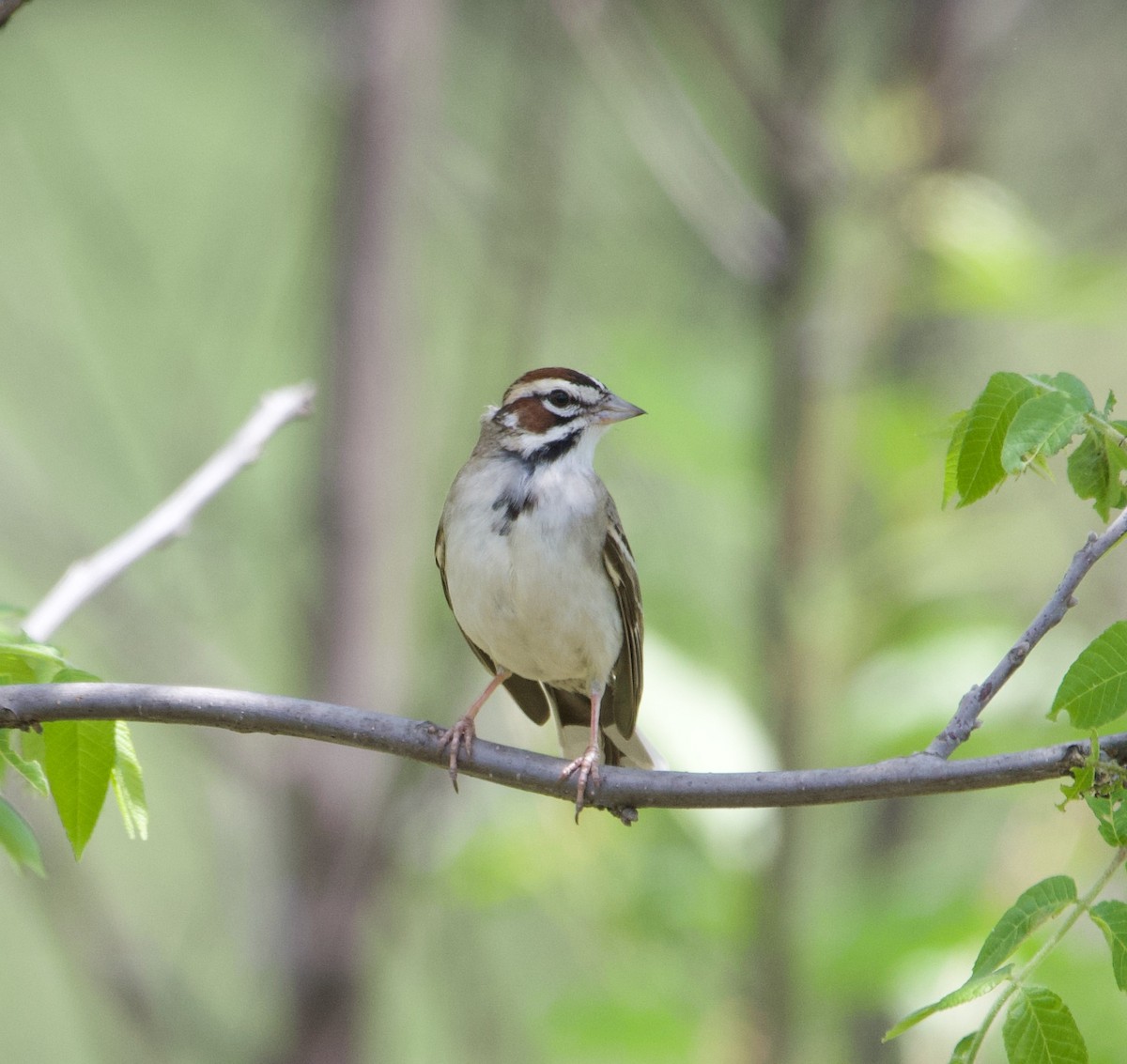 Lark Sparrow - Alenka Weinhold