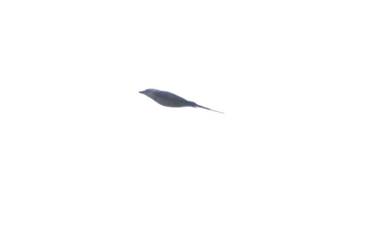 Scissor-tailed Flycatcher - ML620567497