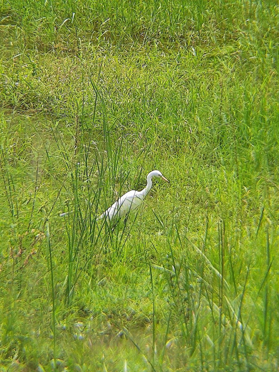 Medium Egret - ML620567516