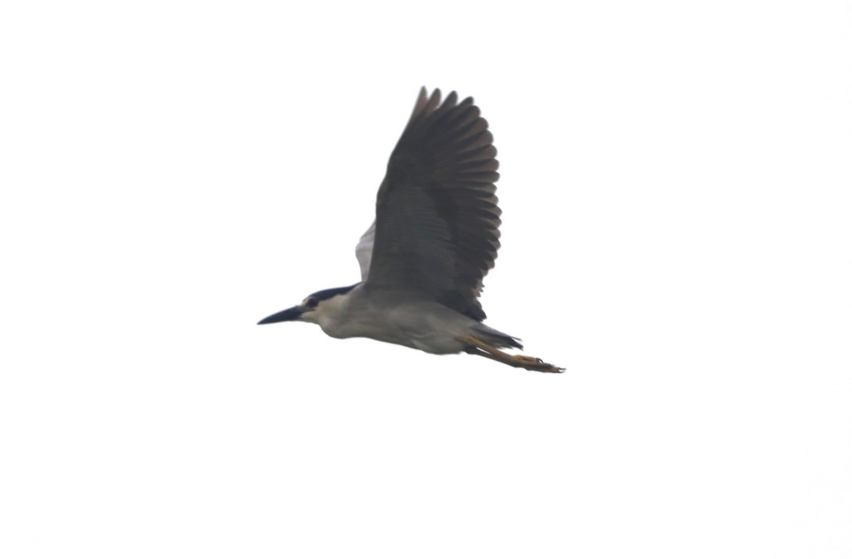 Black-crowned Night Heron - ML620567534