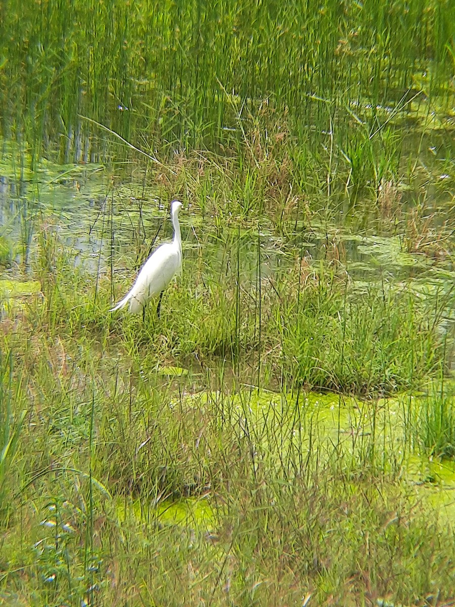 Medium Egret - ML620567542