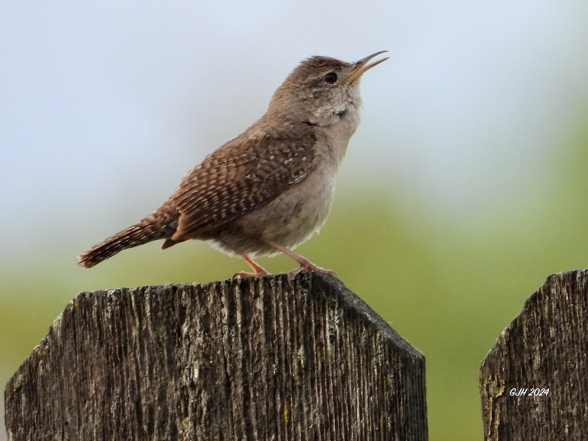 House Wren - ML620567544