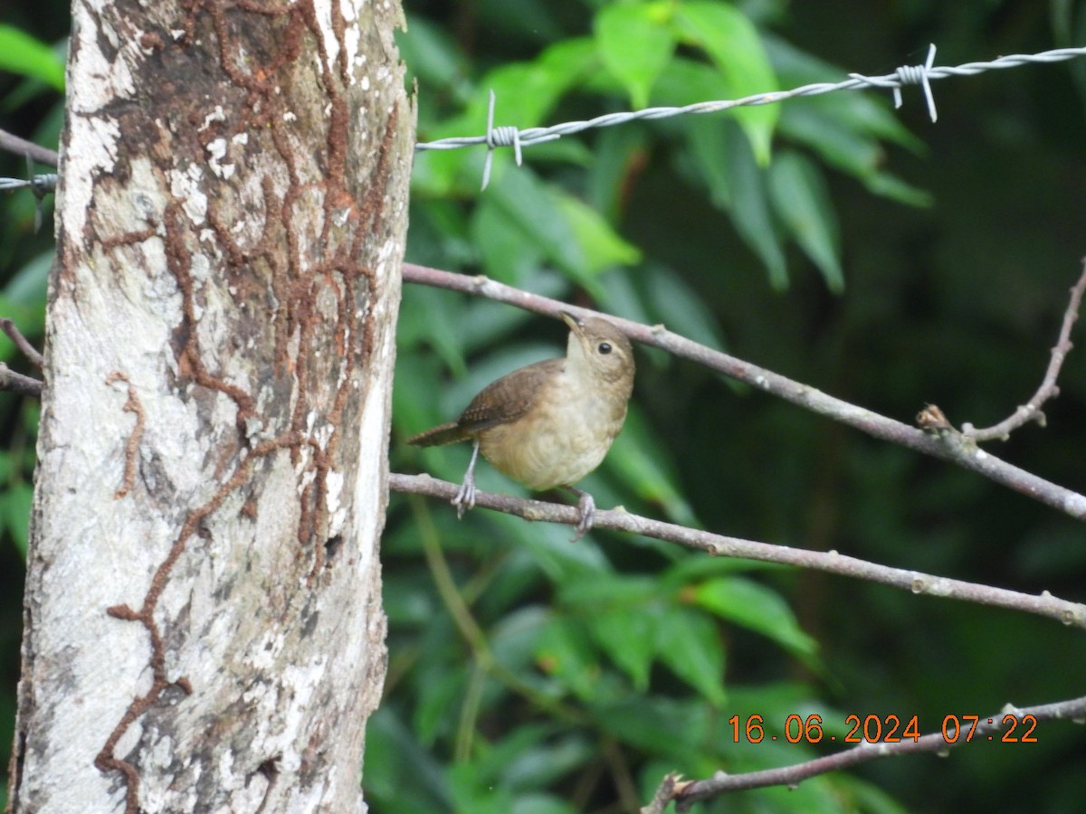 House Wren - Cesar Lopez Bustamante