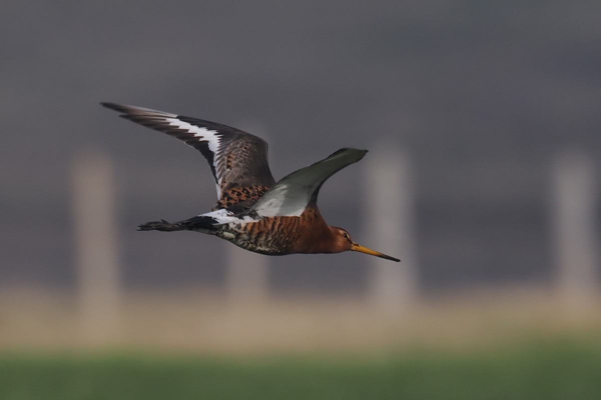 Black-tailed Godwit (islandica) - ML620567547