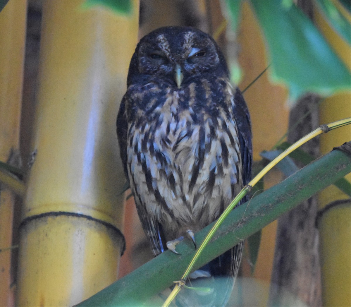 Mottled Owl - ML620567559