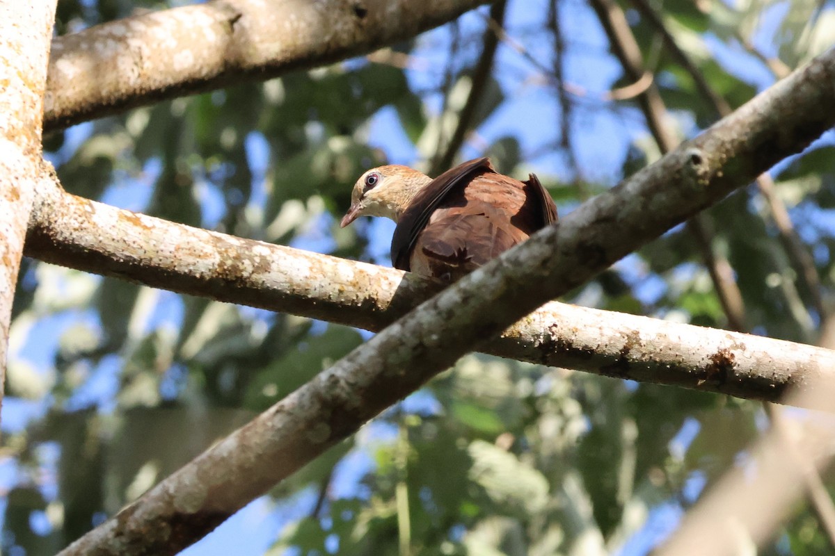 Sultan's Cuckoo-Dove (Sulawesi) - ML620567561