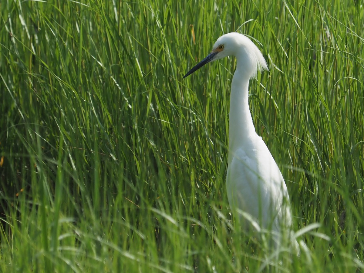 Snowy Egret - ML620567567