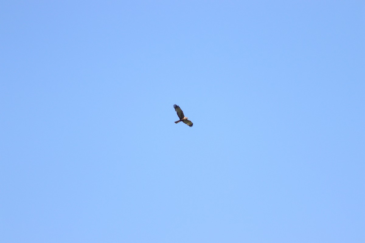 Western Marsh Harrier - Selim Ege Sağsöz