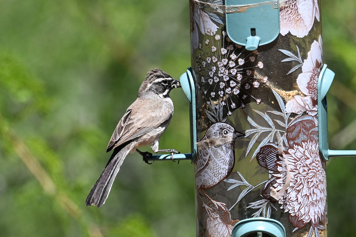 Black-throated Sparrow - ML620567580