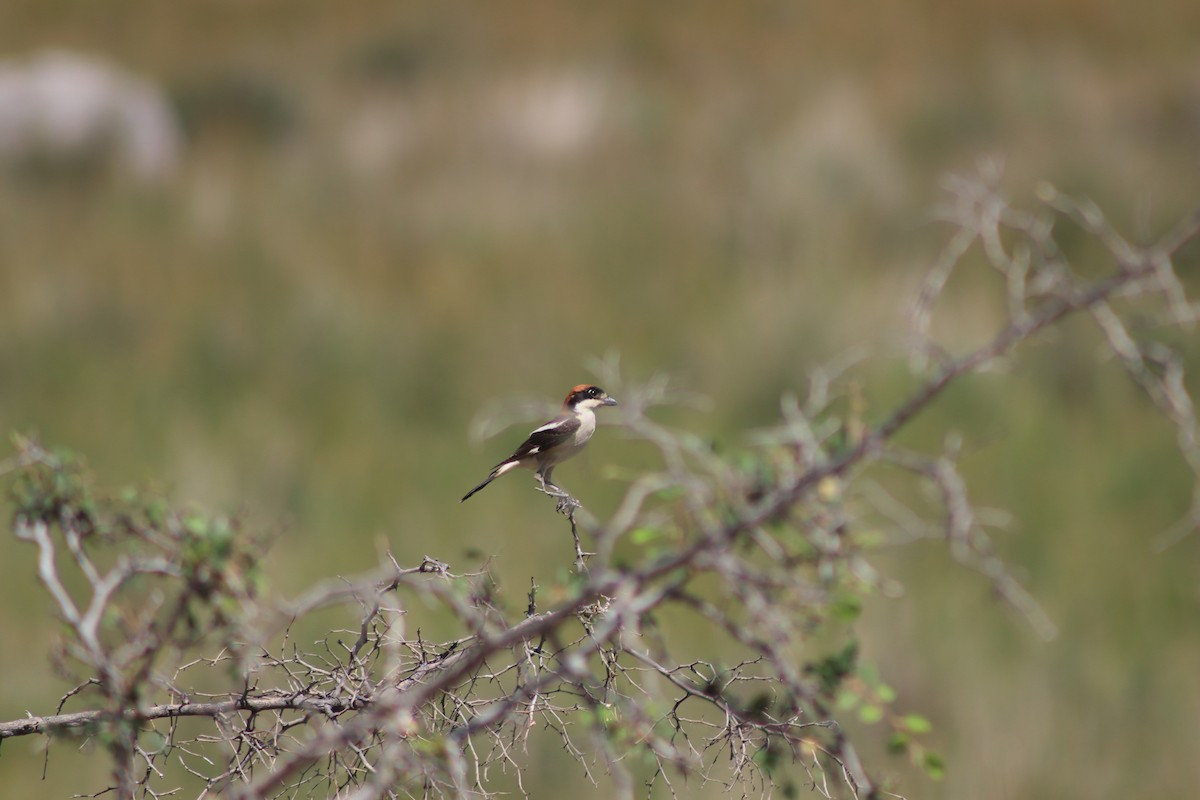 Woodchat Shrike - ML620567586