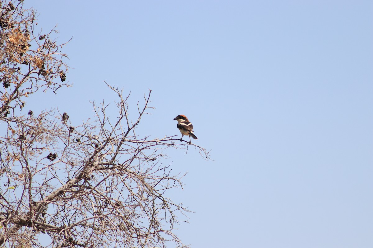 Woodchat Shrike - ML620567588