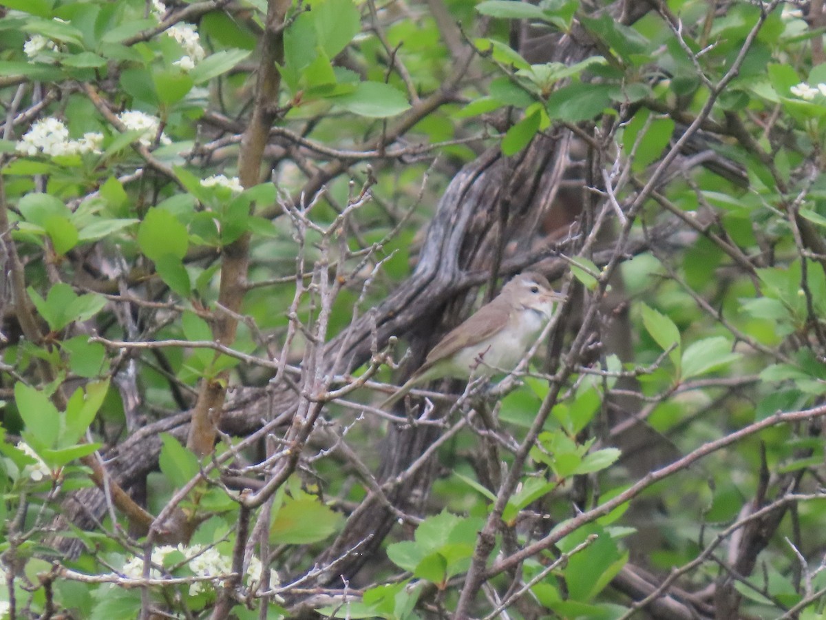 Warbling Vireo - ML620567592