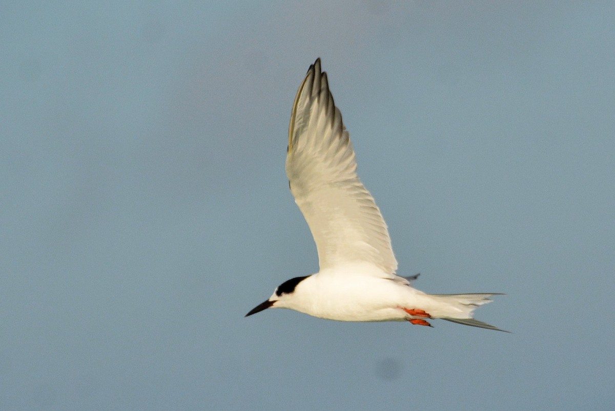 Common Tern - ML620567599