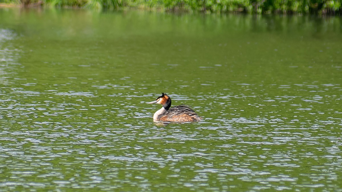 Great Crested Grebe - ML620567602