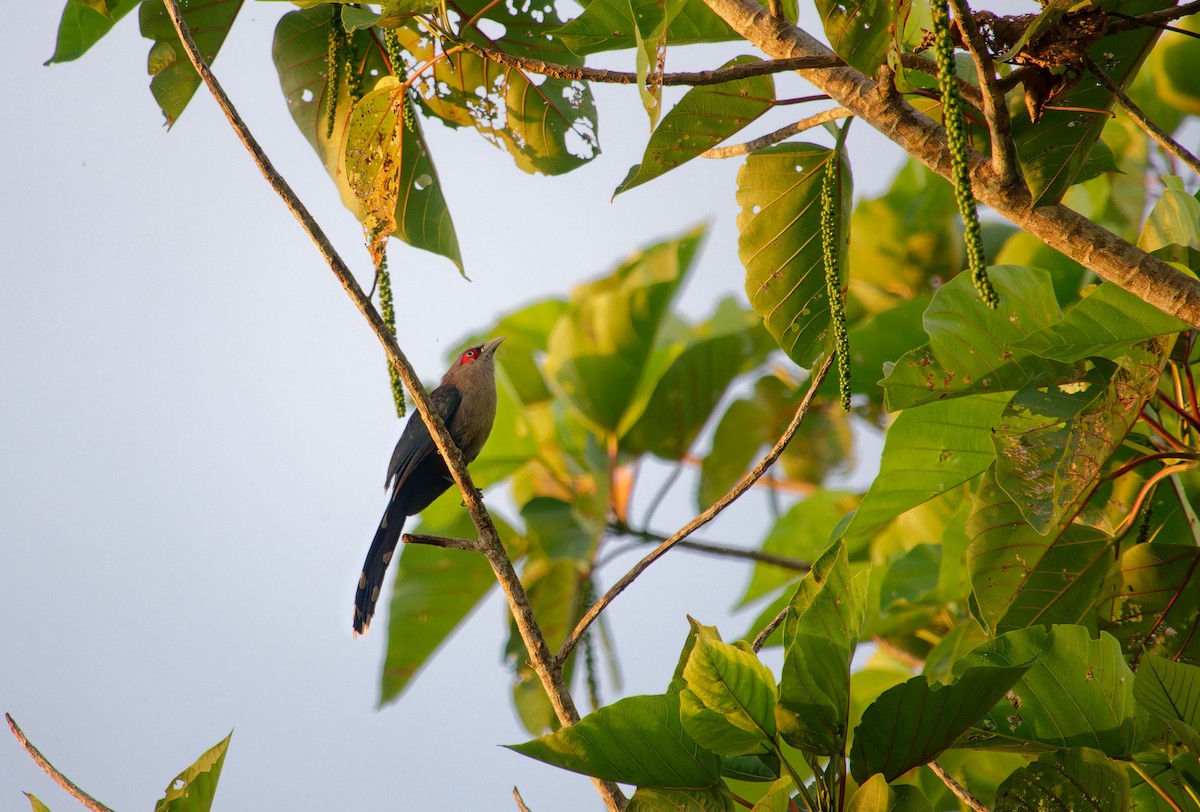 Chestnut-bellied Malkoha - ML620567608