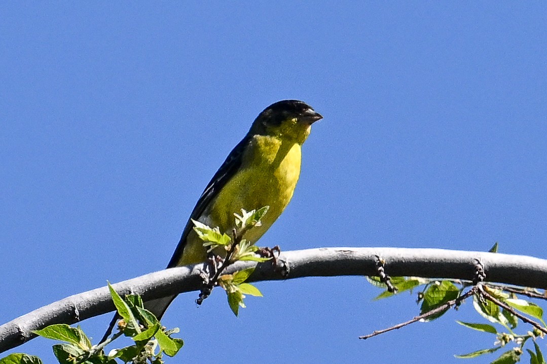 Lesser Goldfinch - Maryse Neukomm
