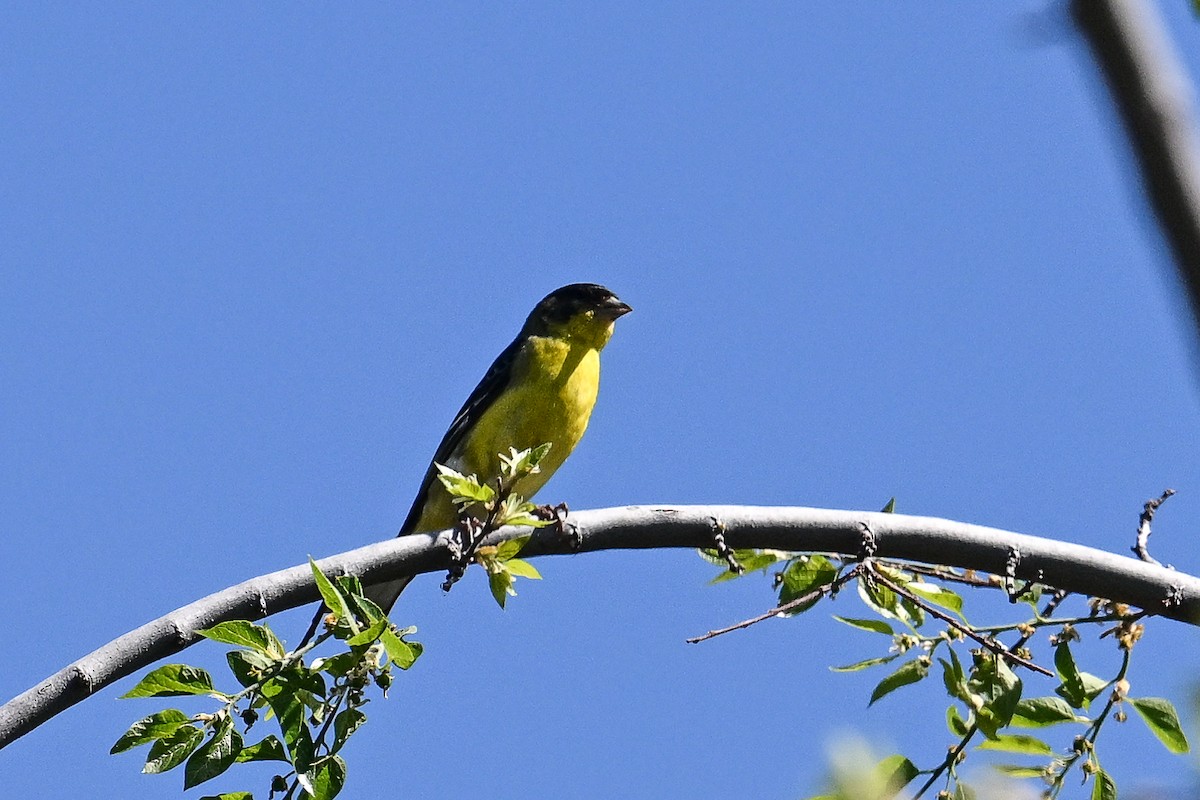 Lesser Goldfinch - ML620567621