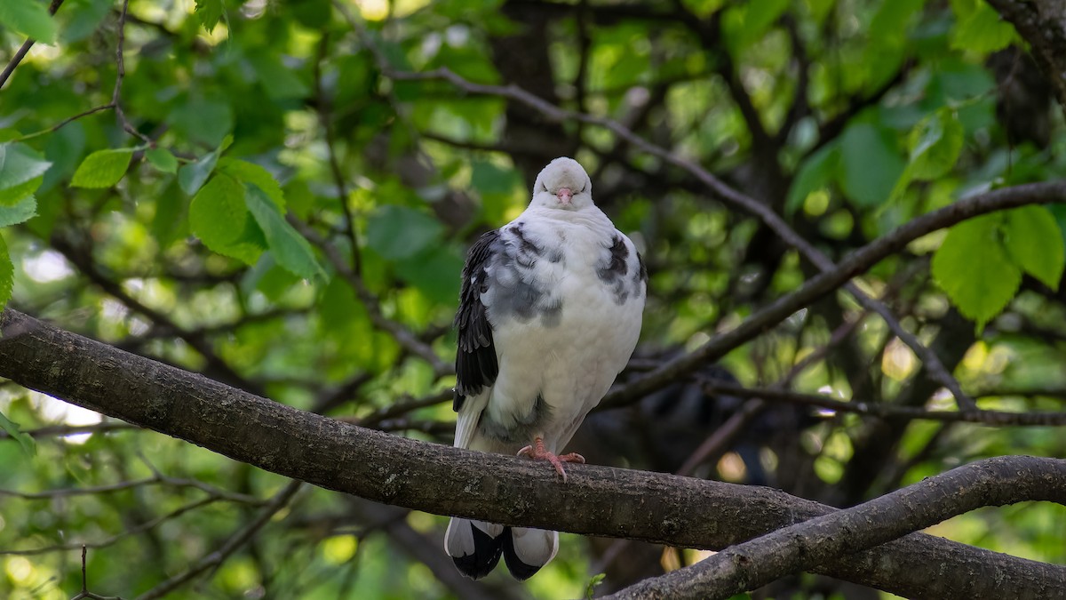 Rock Pigeon (Feral Pigeon) - ML620567623