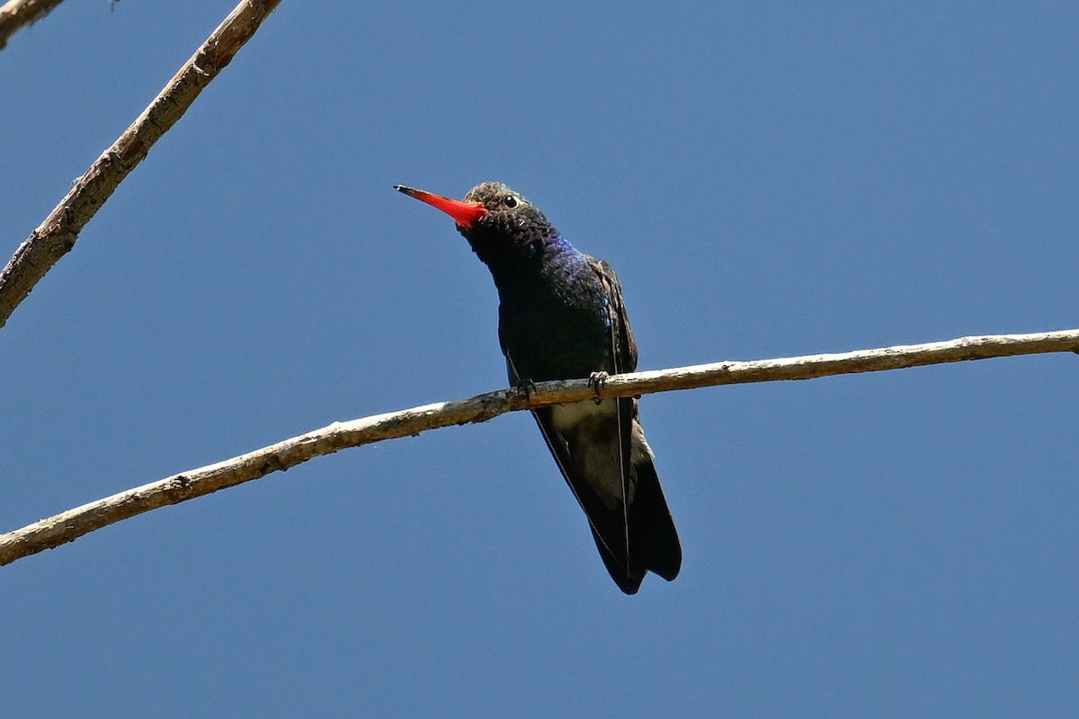 kolibřík širokozobý - ML620567625