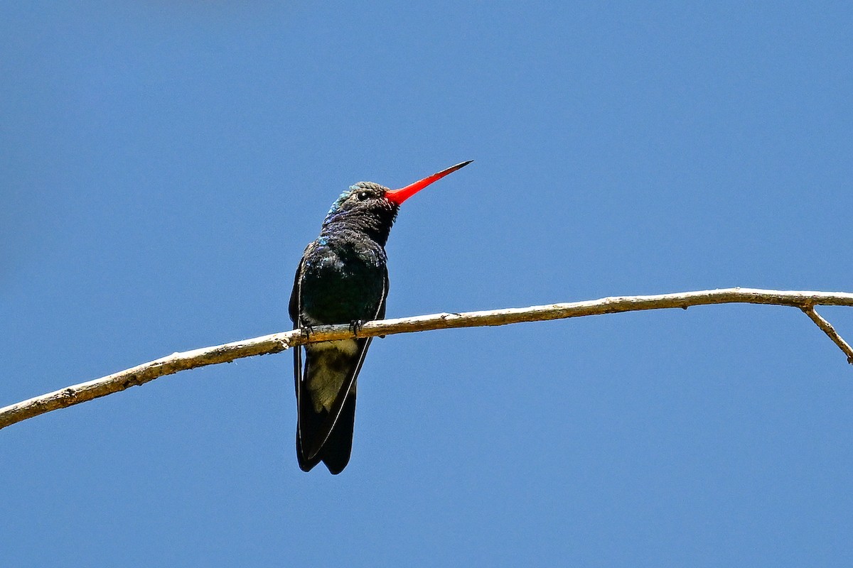 kolibřík širokozobý - ML620567628