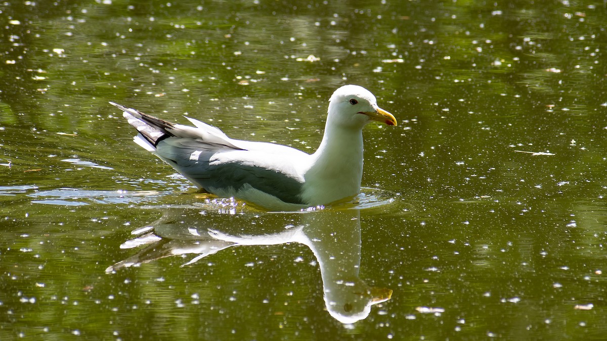 Caspian Gull - ML620567636