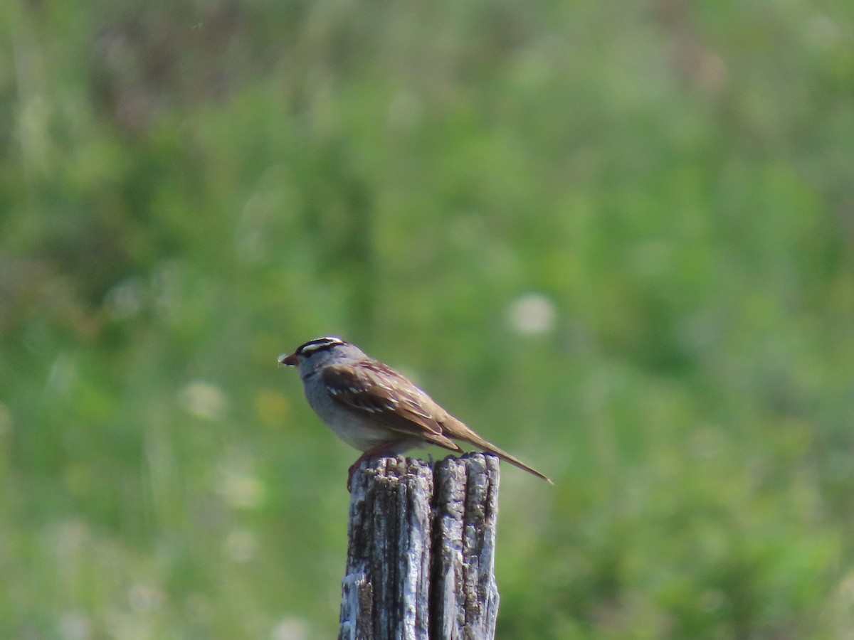 White-crowned Sparrow - ML620567647