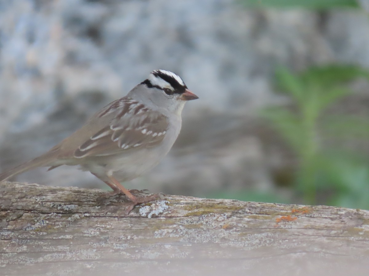 Bruant à couronne blanche - ML620567648