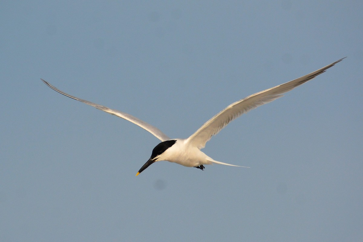 Sandwich Tern - ML620567650