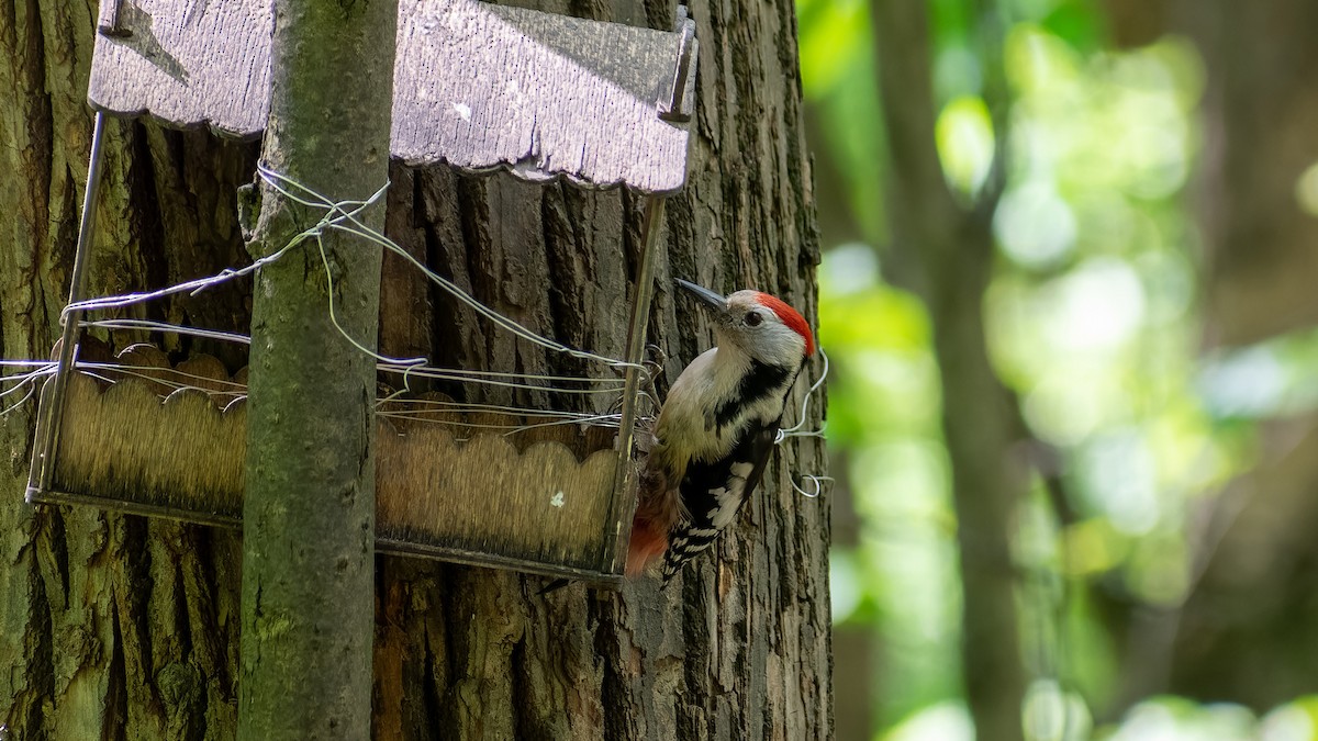 Middle Spotted Woodpecker - ML620567653