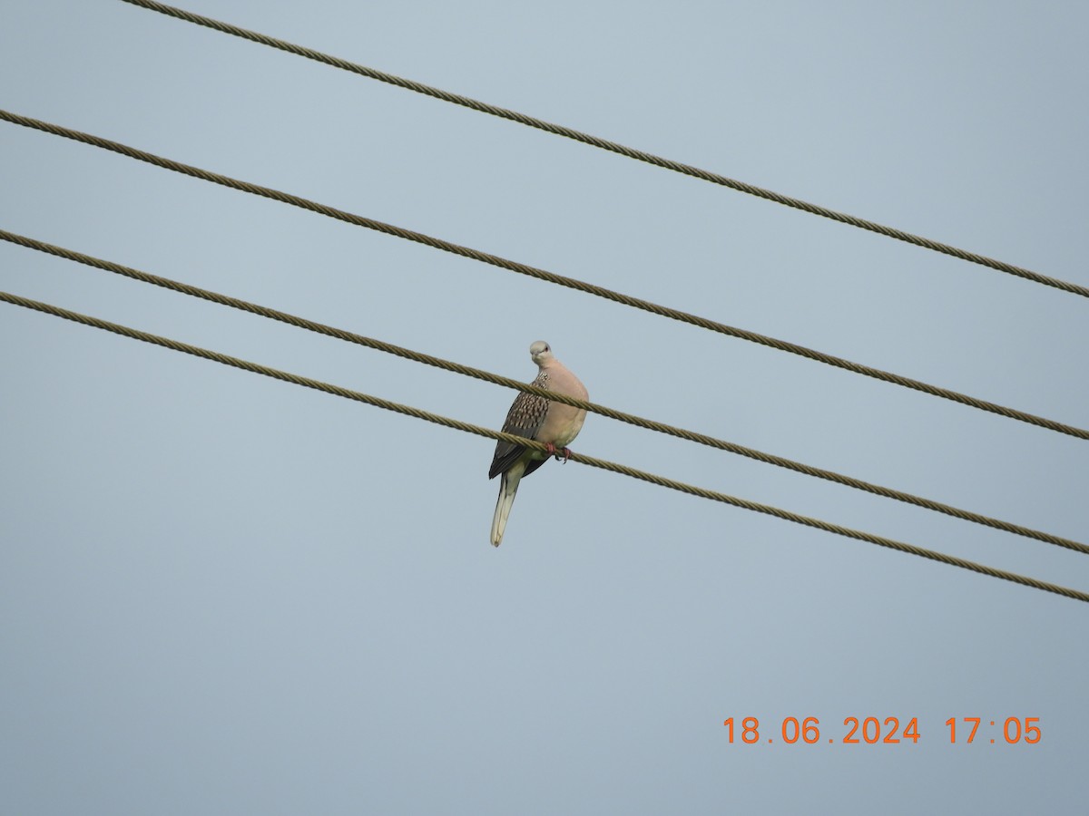 Spotted Dove - ML620567656