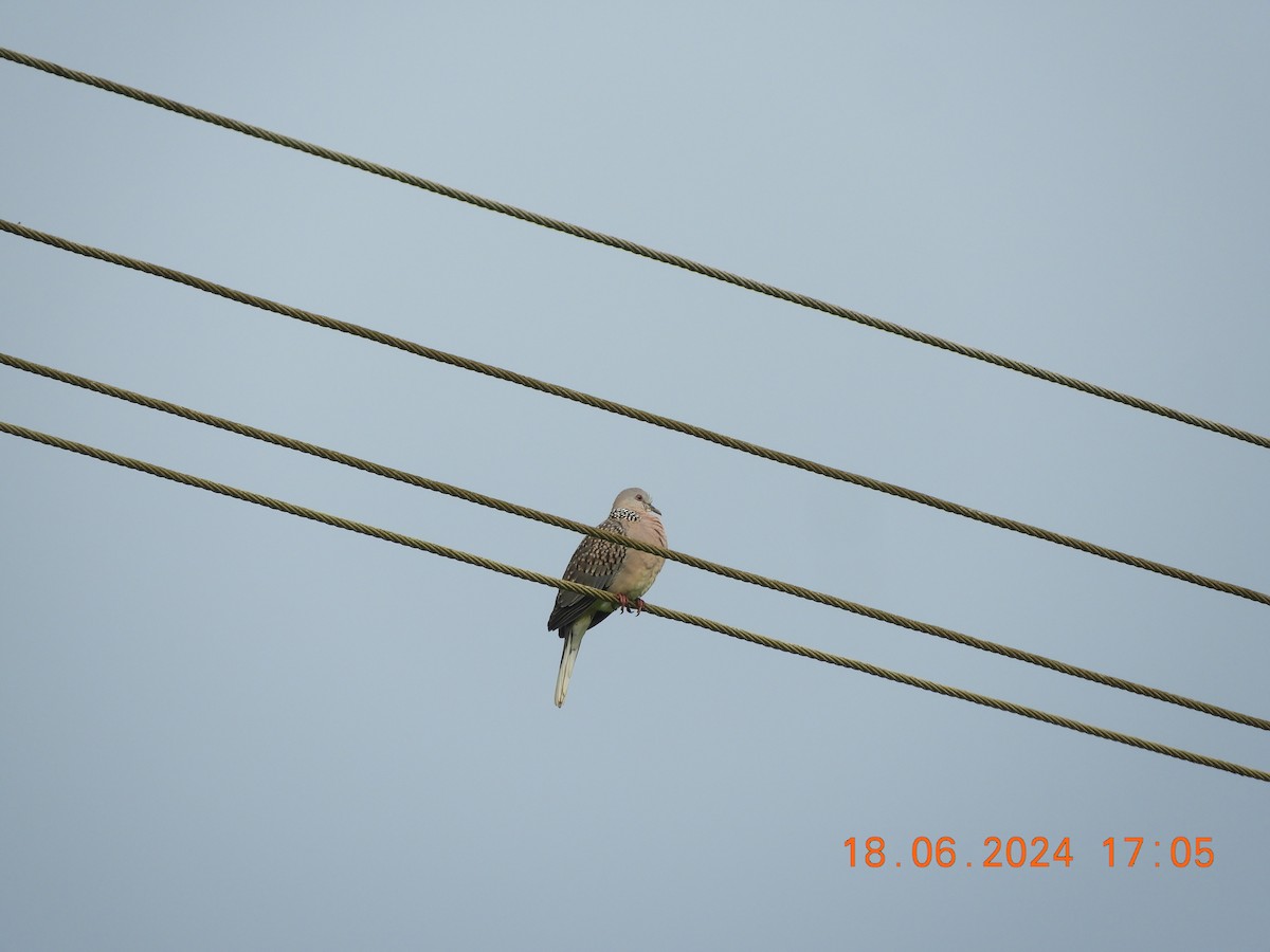 Spotted Dove - ML620567658