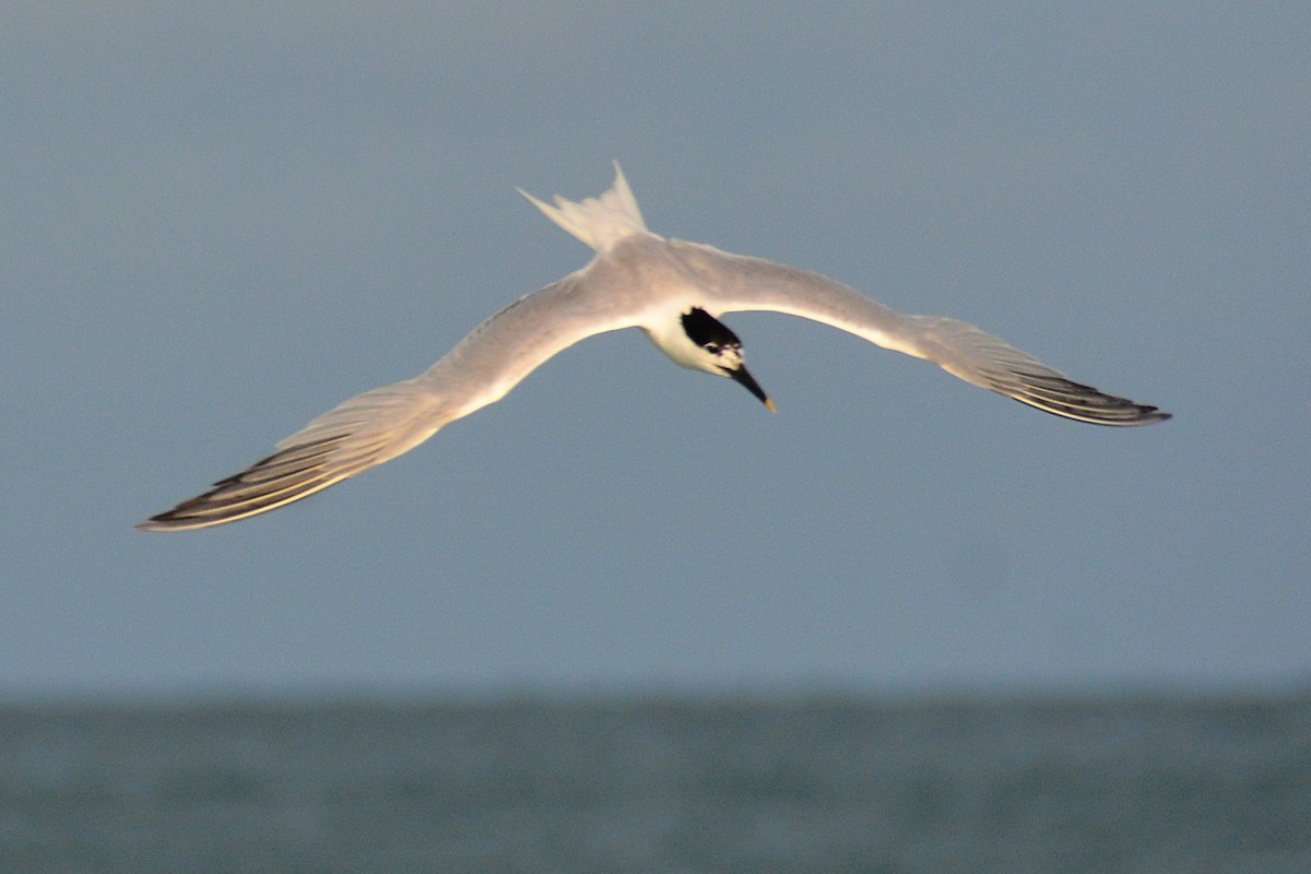 Sandwich Tern - ML620567661