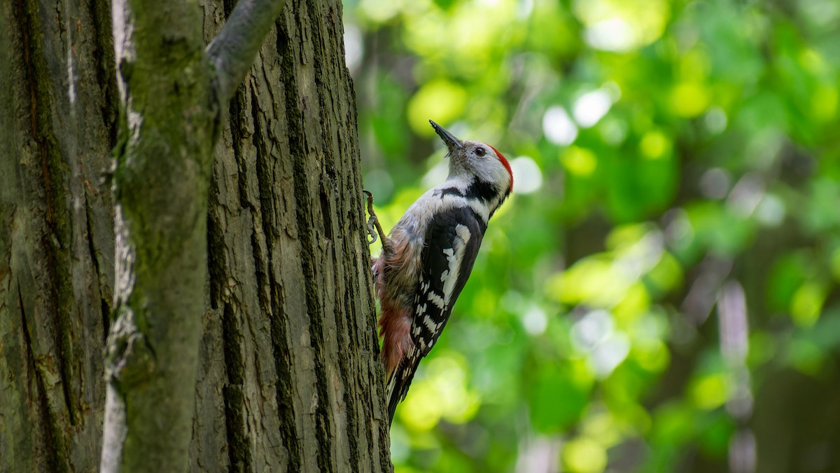 Middle Spotted Woodpecker - ML620567665
