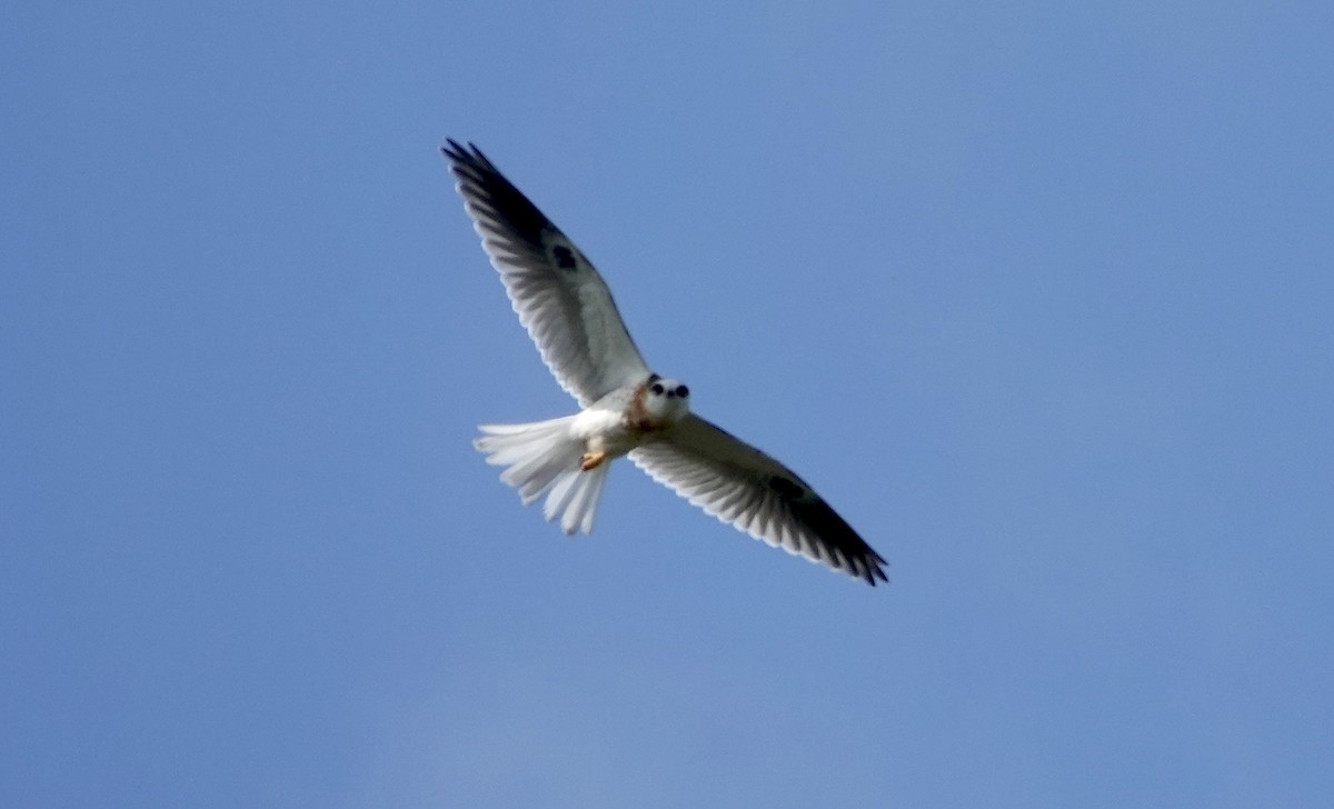 White-tailed Kite - ML620567666
