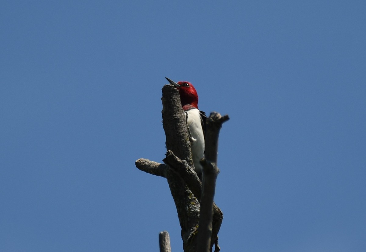 Red-headed Woodpecker - ML620567669