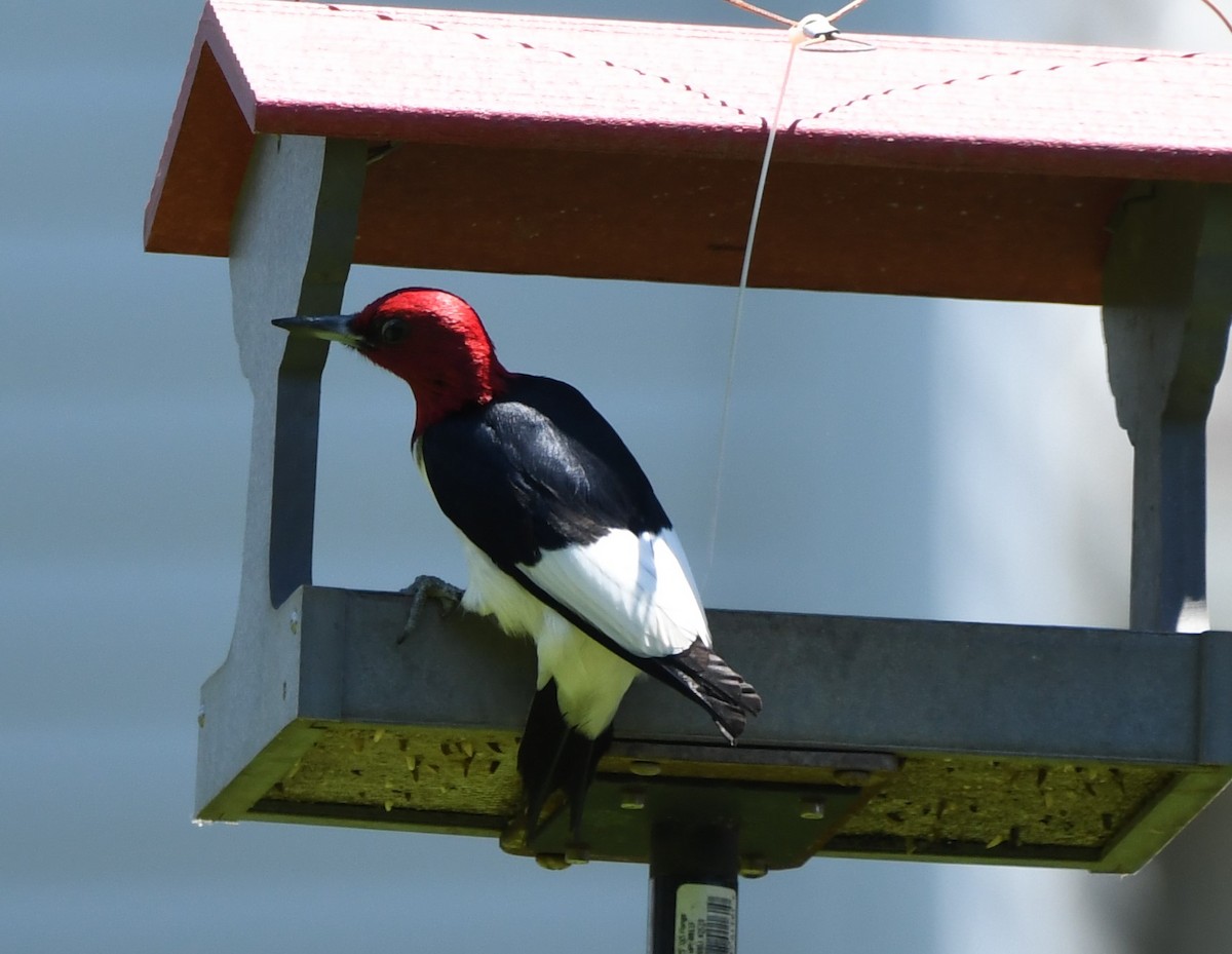 Red-headed Woodpecker - ML620567670