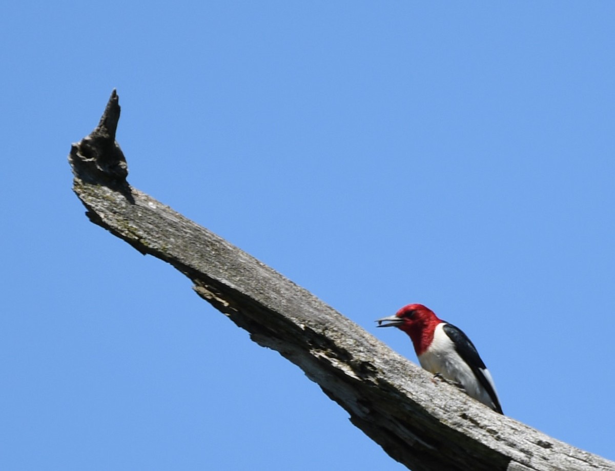 Red-headed Woodpecker - ML620567672