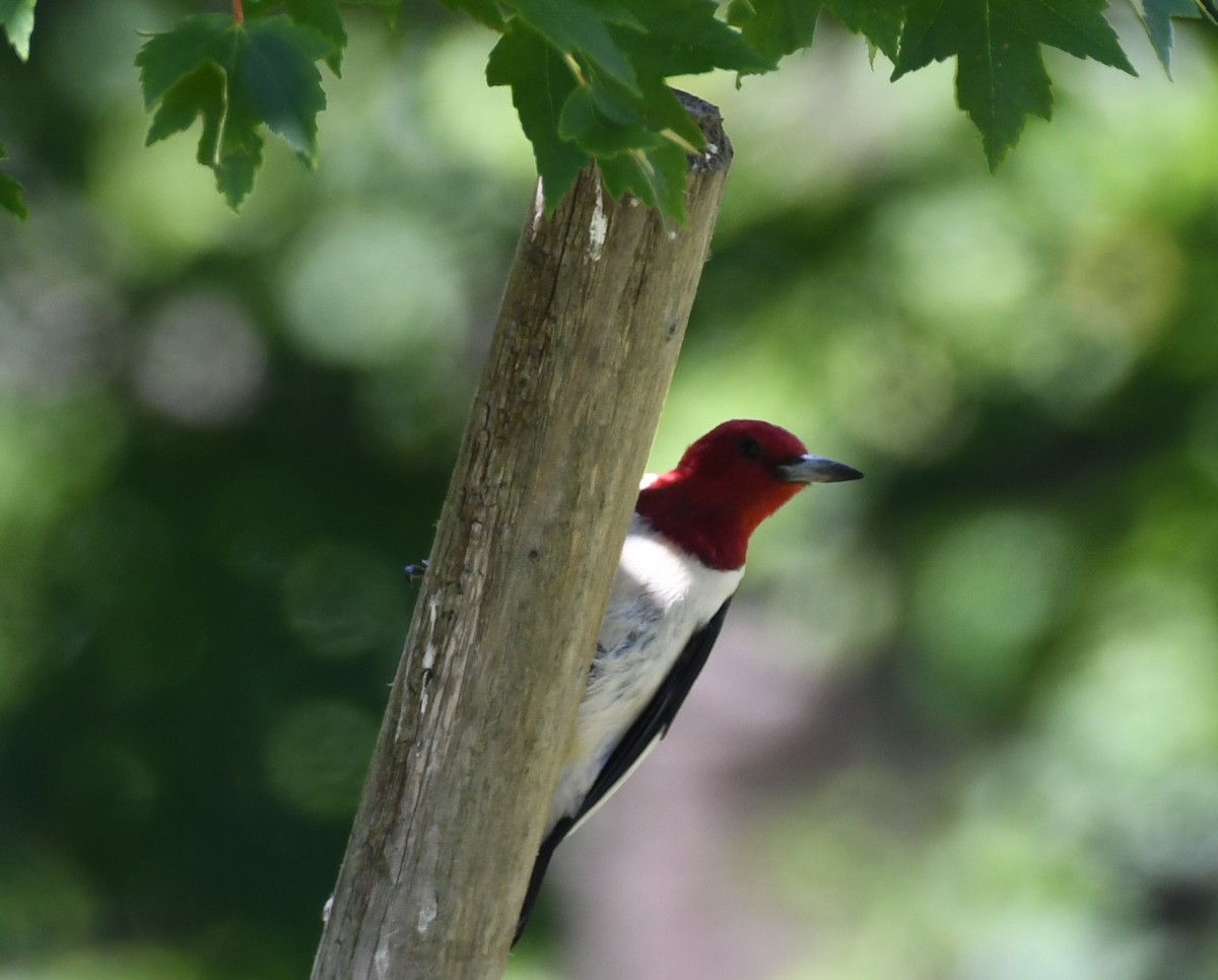 Red-headed Woodpecker - ML620567673