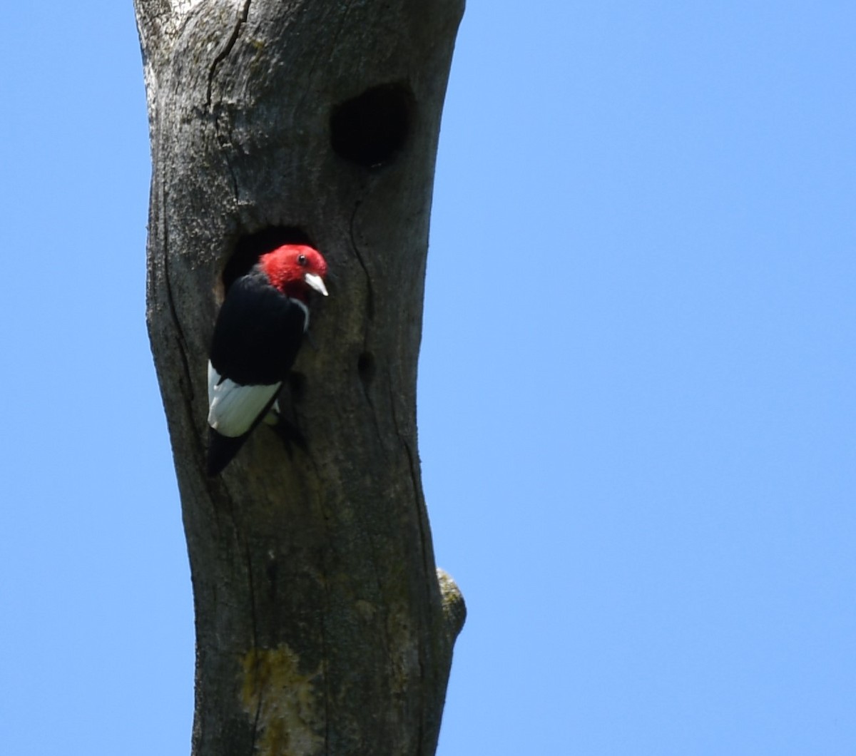Red-headed Woodpecker - ML620567674