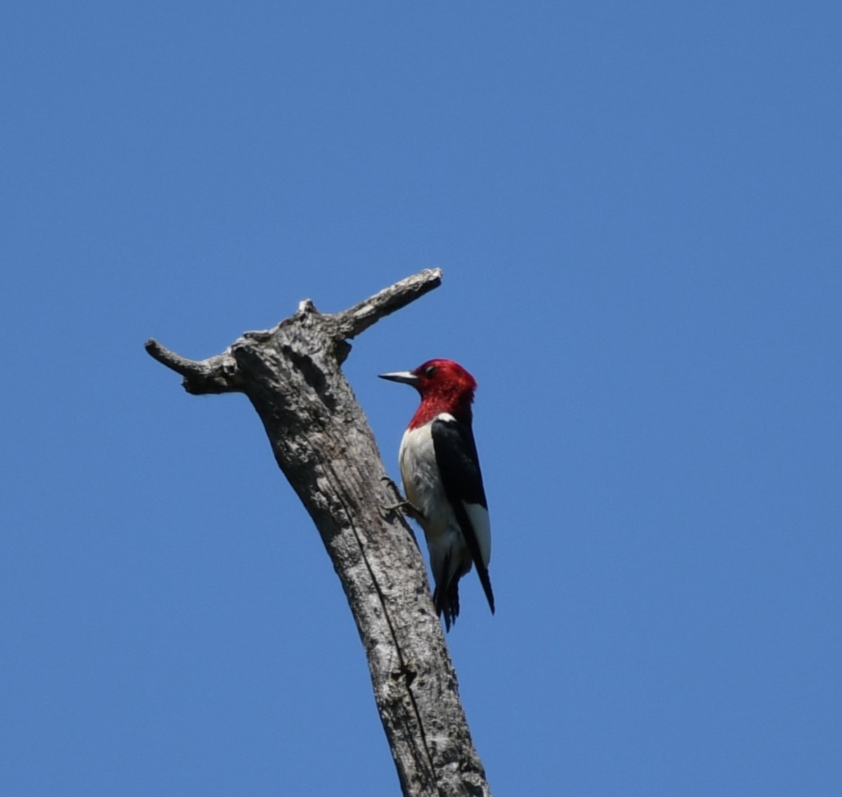 Red-headed Woodpecker - ML620567675