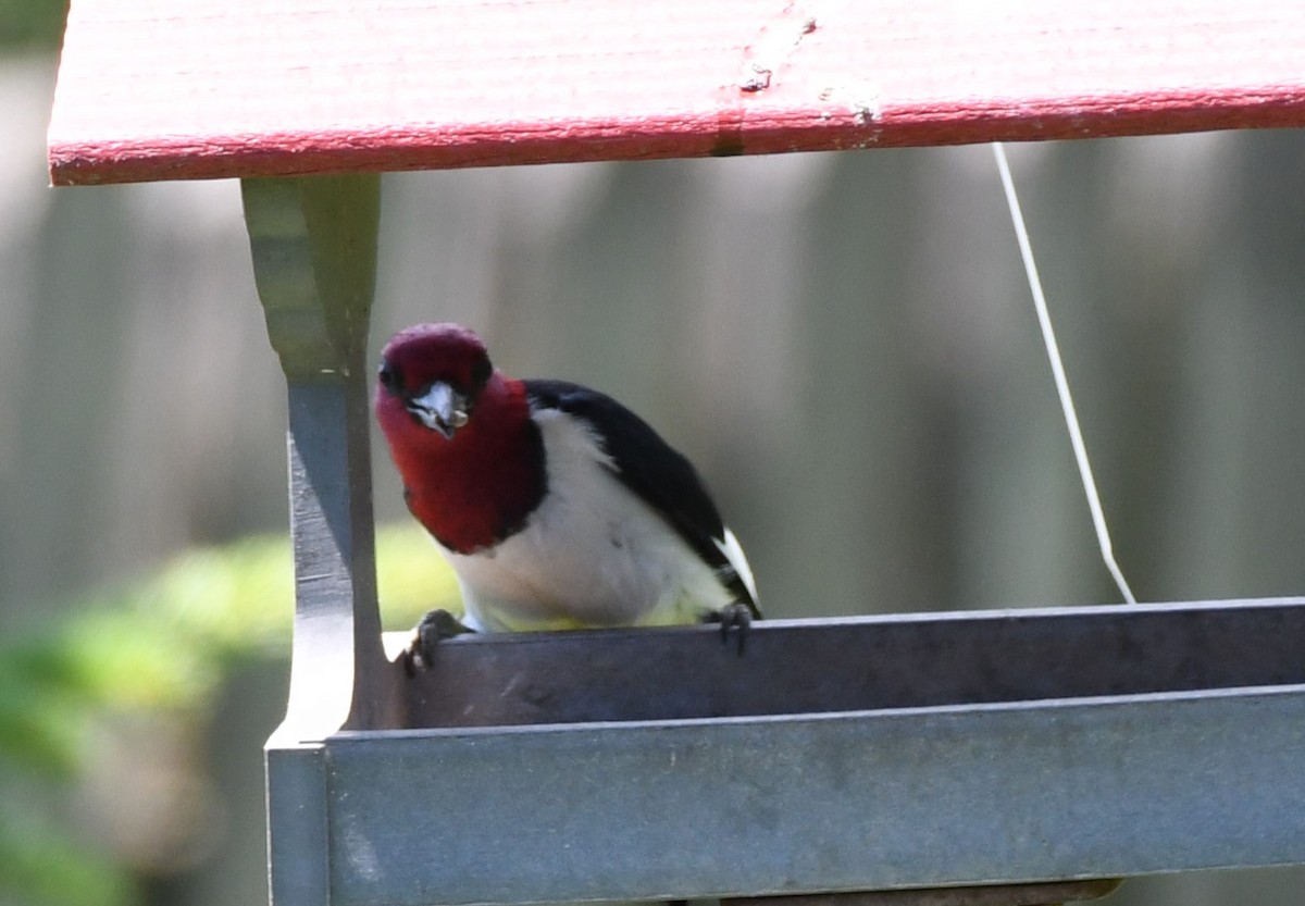 Red-headed Woodpecker - ML620567676