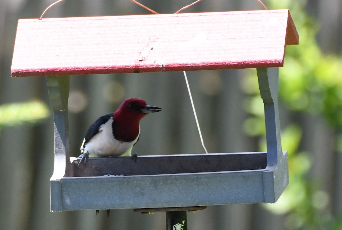 Red-headed Woodpecker - ML620567677