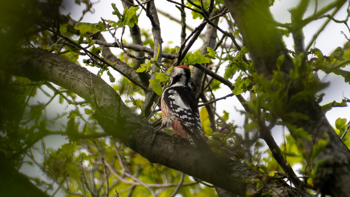 Middle Spotted Woodpecker - ML620567681