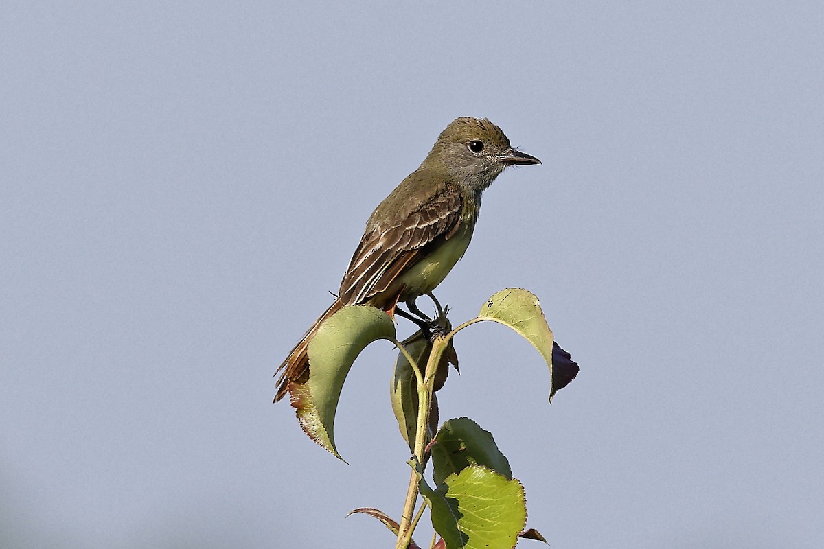 Great Crested Flycatcher - ML620567682