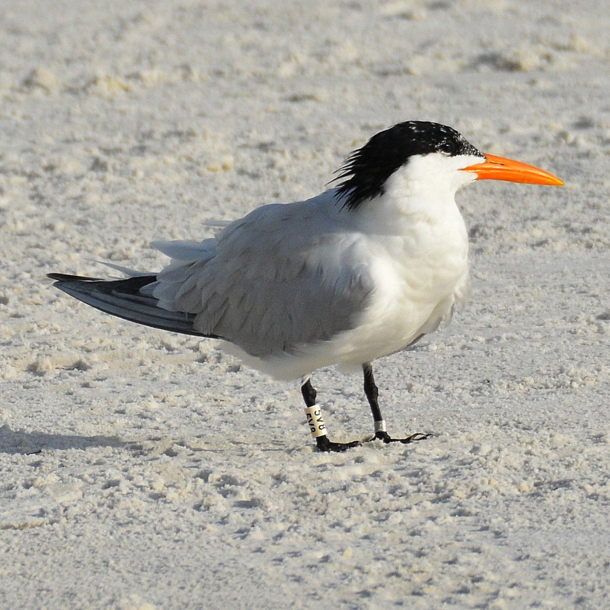 Royal Tern - ML620567695