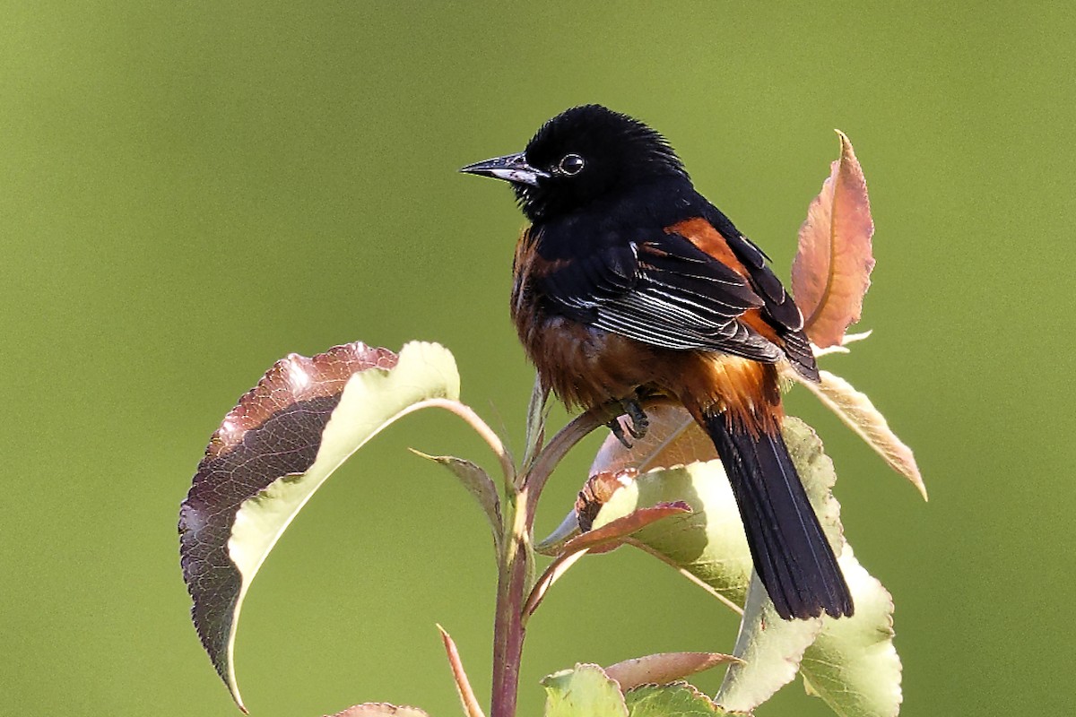 Orchard Oriole - ML620567698